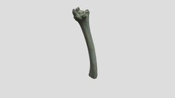 Sheep Tibia (vertical) - Side 2 - 3D model by JeromeDouglas [960e452 ...