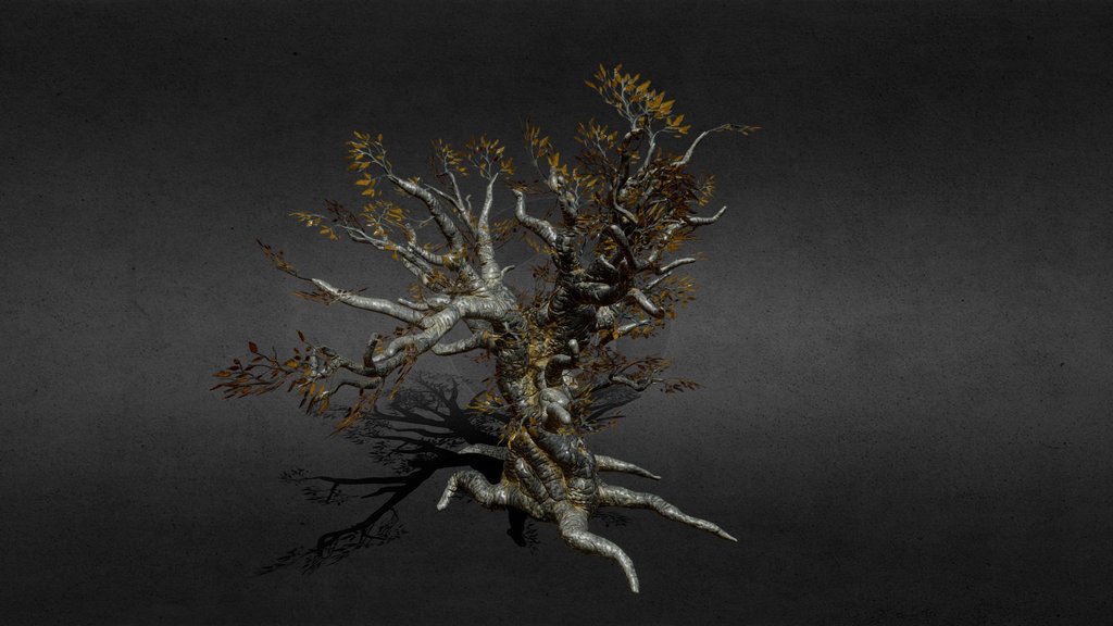 Ancient Tree