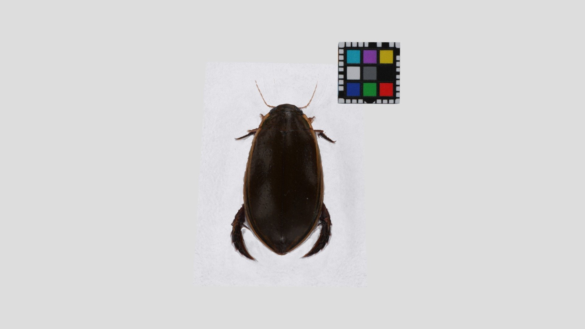 コガタノゲンゴロウ 【背面のみ】Cybister tripunctatus orientalis