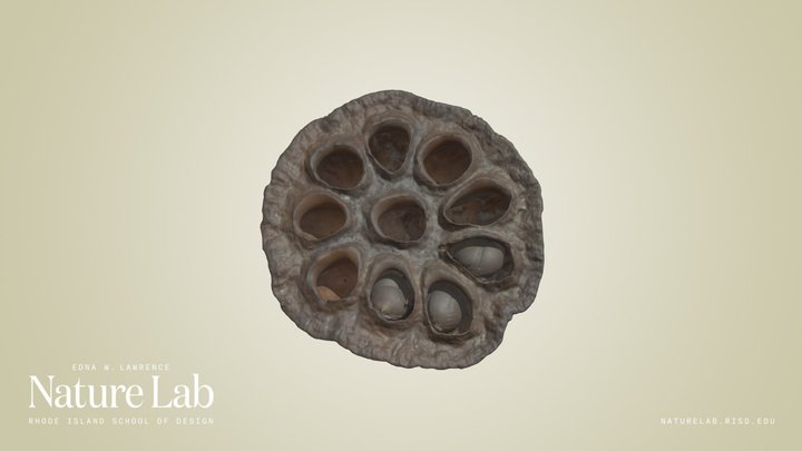 Seed Pod