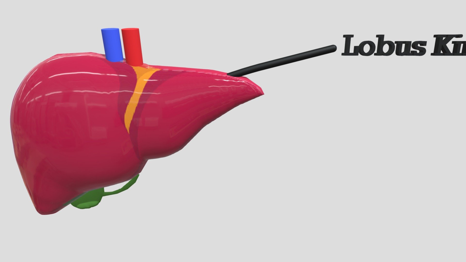 LIVER - 3D model by istiqmala18 [9619495] - Sketchfab
