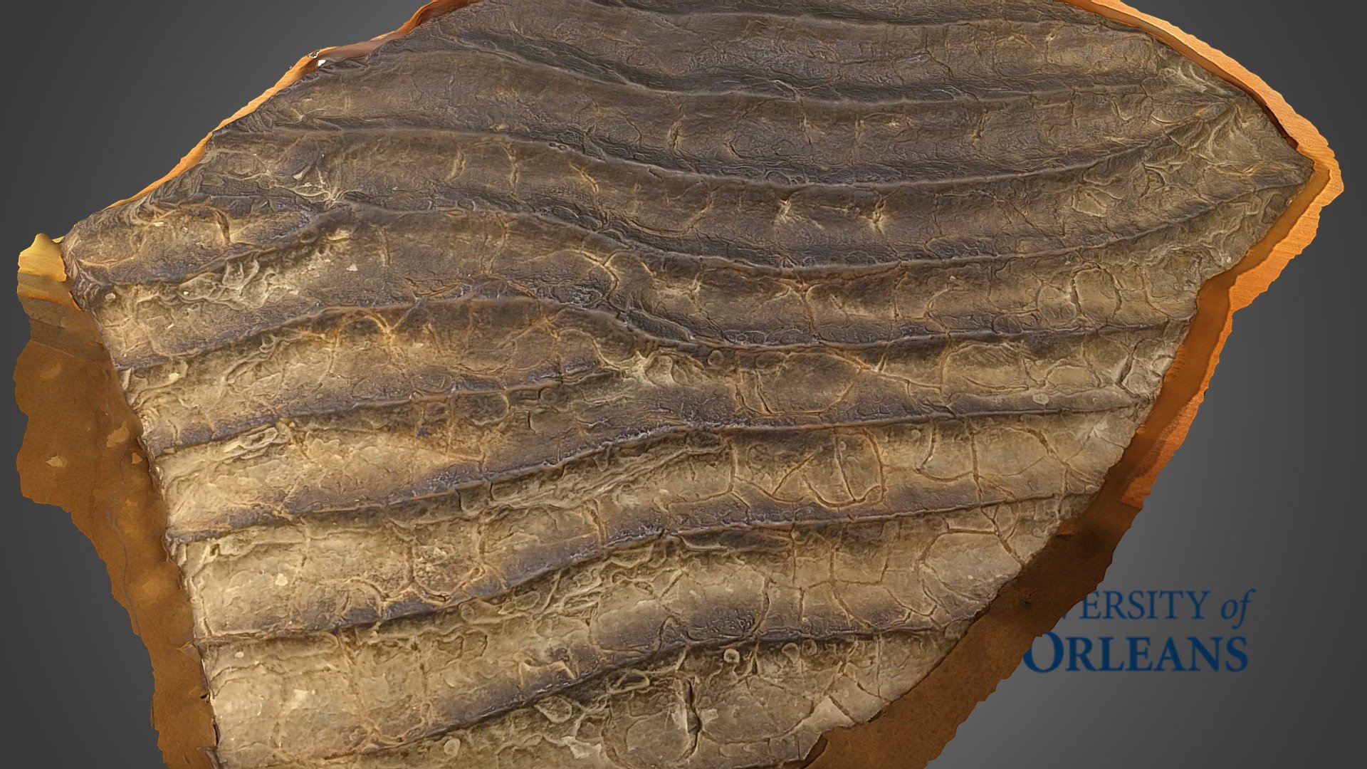 Ripples, London Natural History Museum