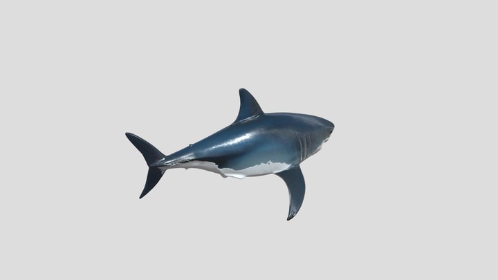 Akula 3D models - Sketchfab