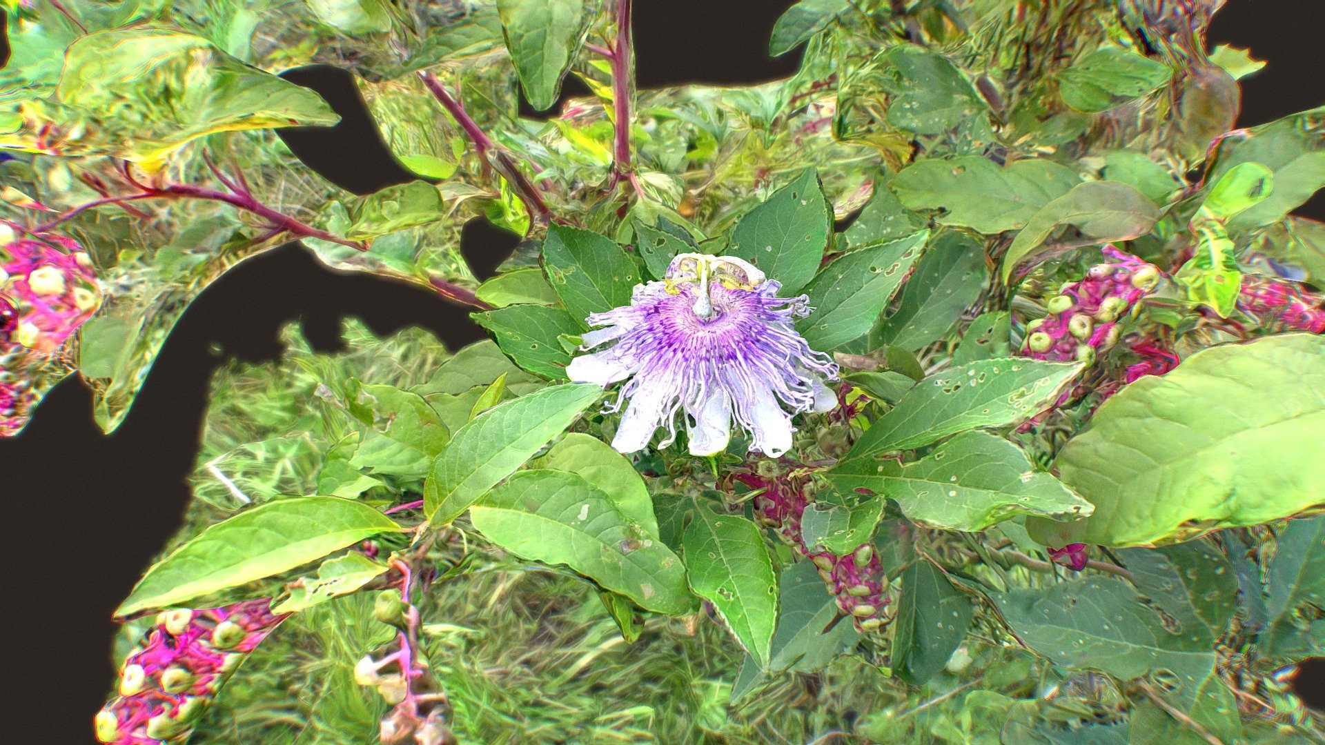 Passiflora on American Pokeweed