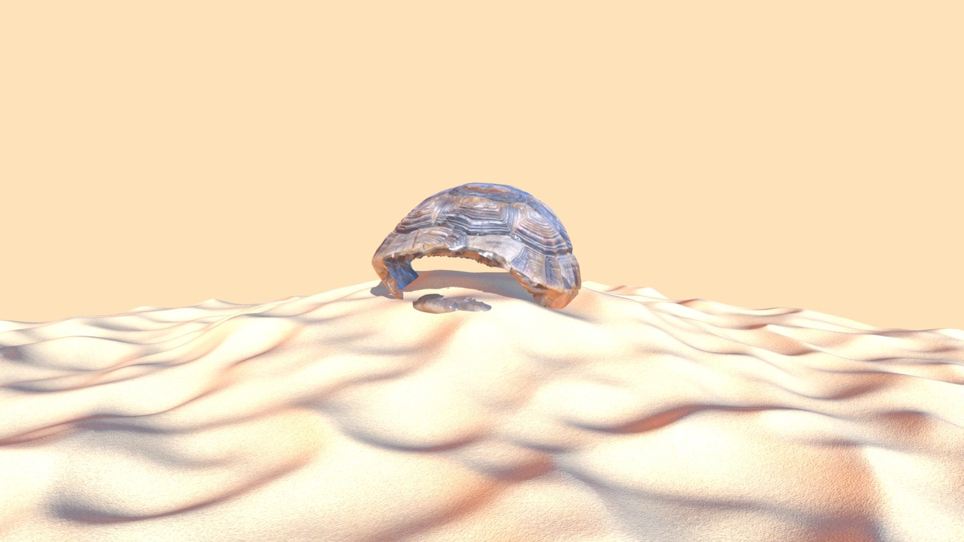 Shell