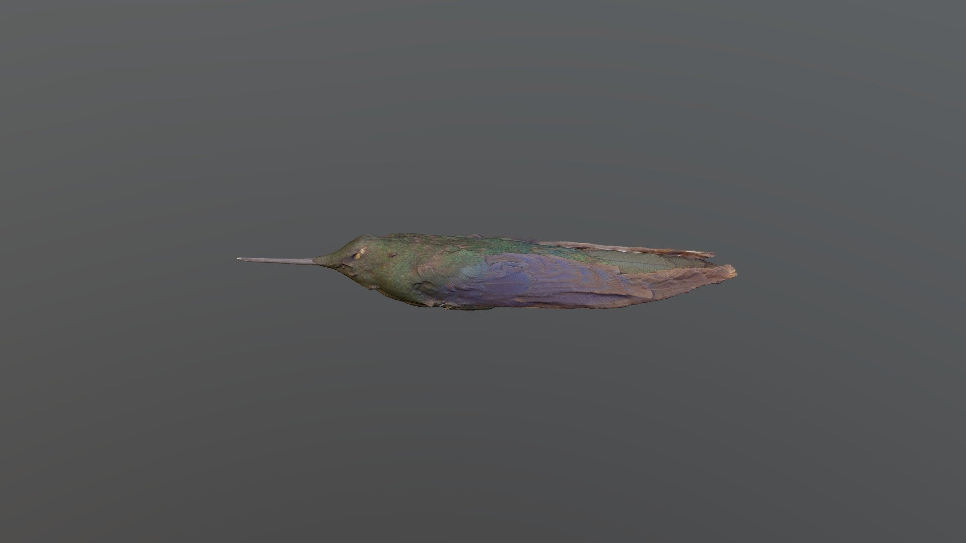 Great Sapphirewing - Pterophanes cyanopterus
