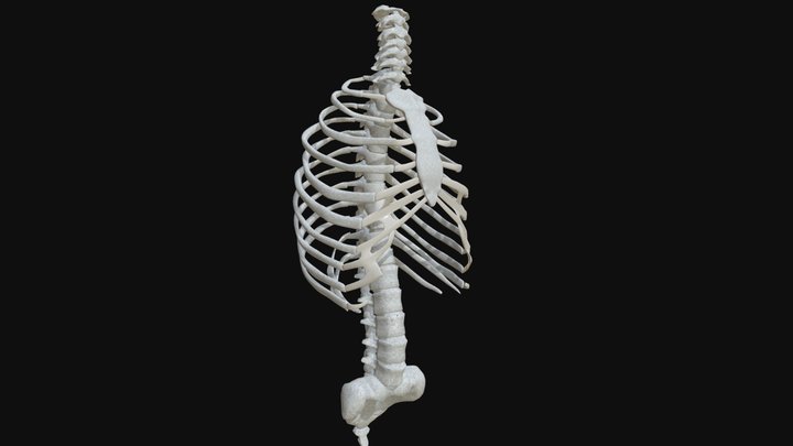 Anatomy - Human Spine Torso and Rib Cage 3D Model
