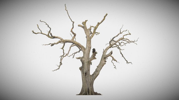 600-year-old dead oak - ENT 03 3D Model