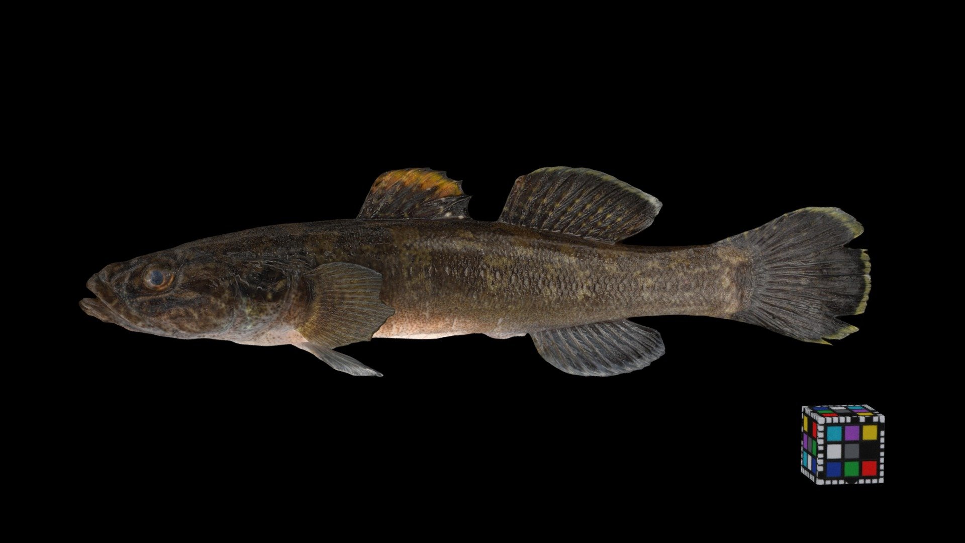 ウキゴリ Floating Goby, Gymnogobius urotaenia