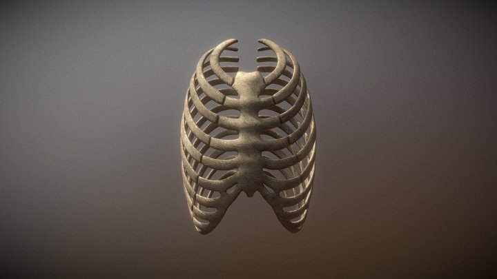Rib Cage 3D Model