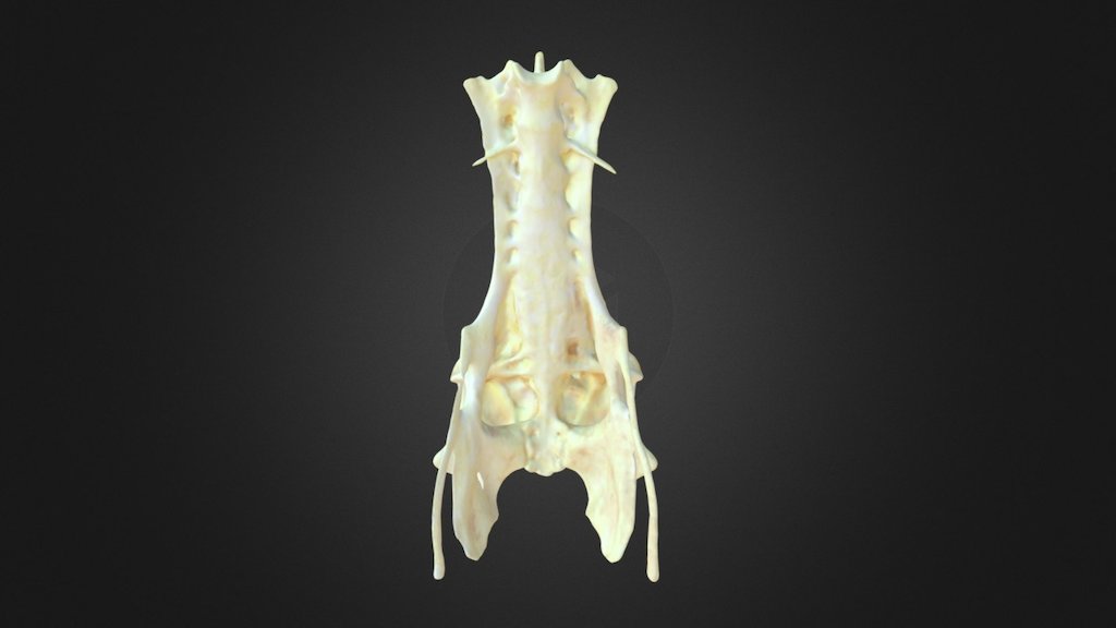 Porphyrio porphyrio, pelvis