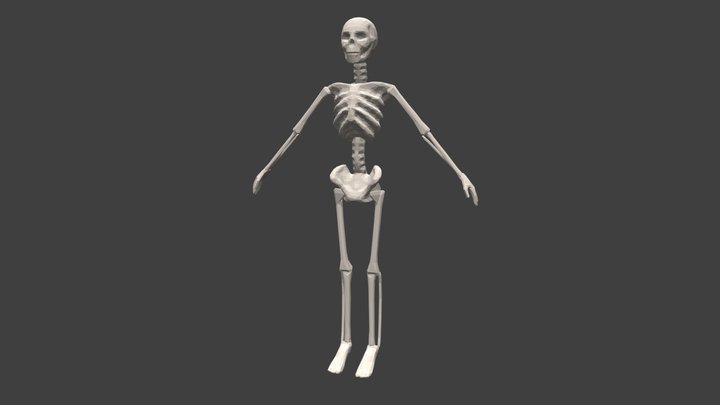 Skeleton 3D Model