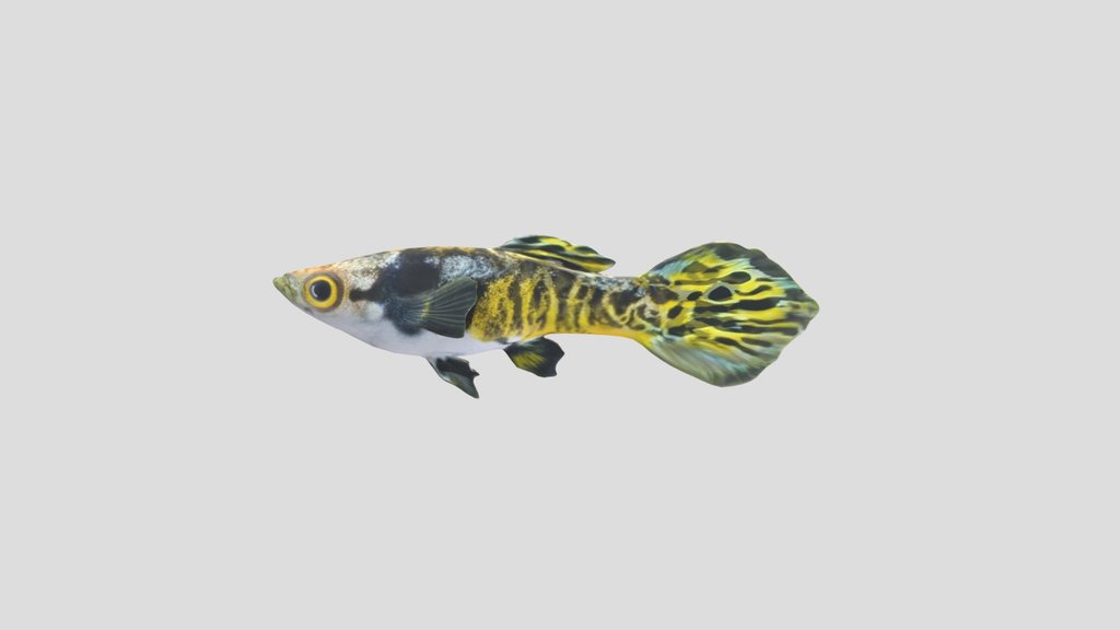 Bengal Tiger Endler Guppy Male