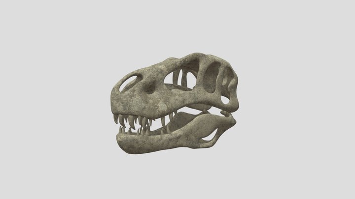 Tyrannosaurus Skull 3D Model