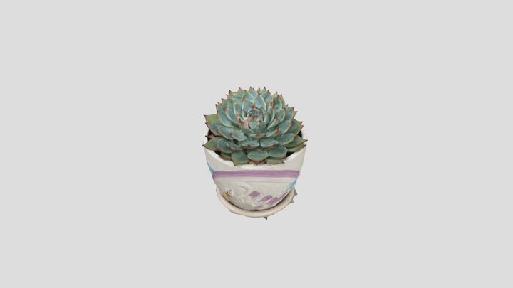 Succulent Plant 1 (Raw Scan) 3D Model