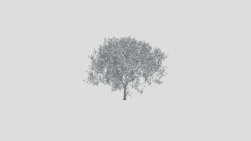 Olive Tree Young