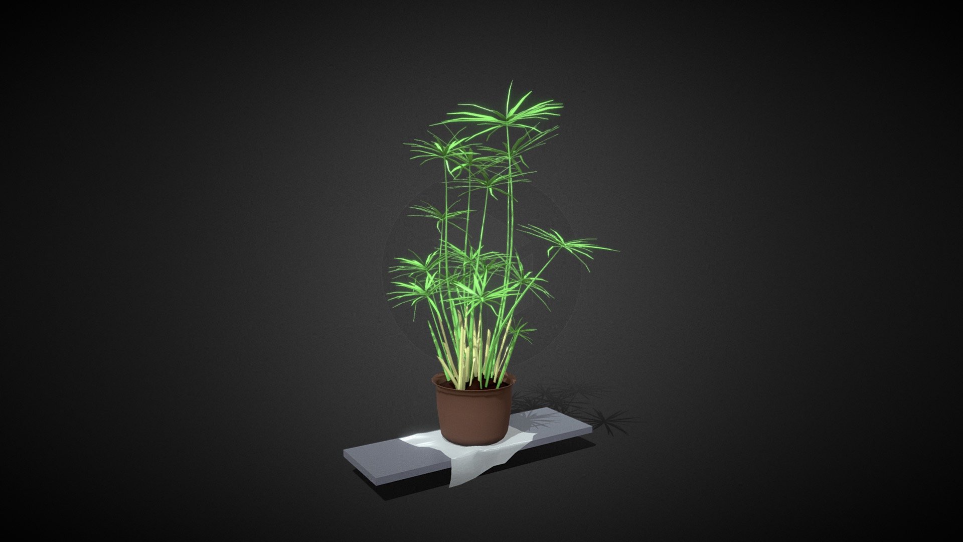 Cyperus