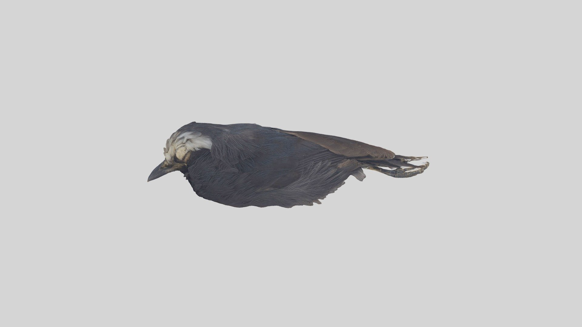 White-browed Antbird - Myrmoborus leucophrys