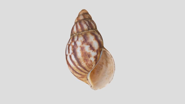 Snailshell Scraper (NHMW-ZOO-MO-0081100-ETH-135) 3D Model