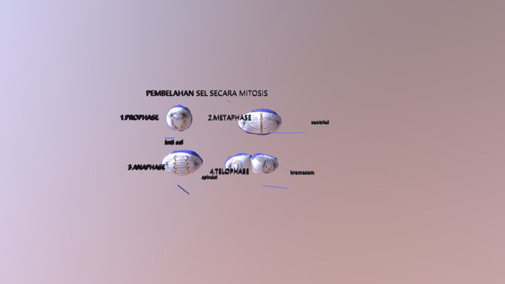 Pembelahan Sel Secara Mitosis 3D Model