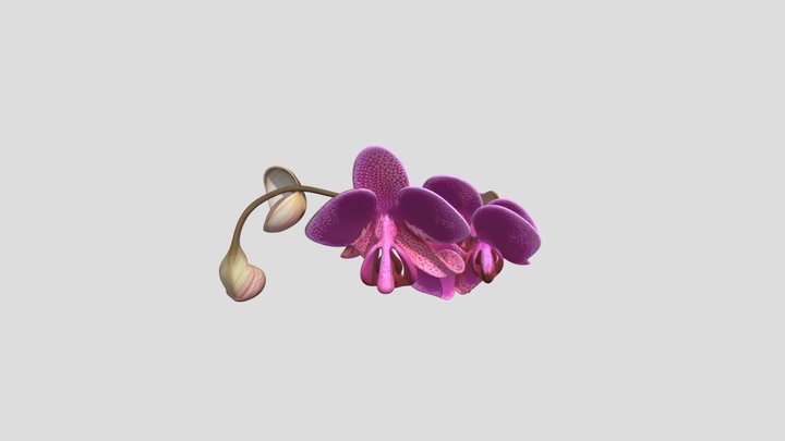 Orquídea Ecuatoriana 3D Model