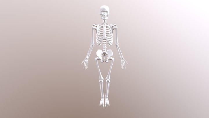 Esqueleto 3D Model