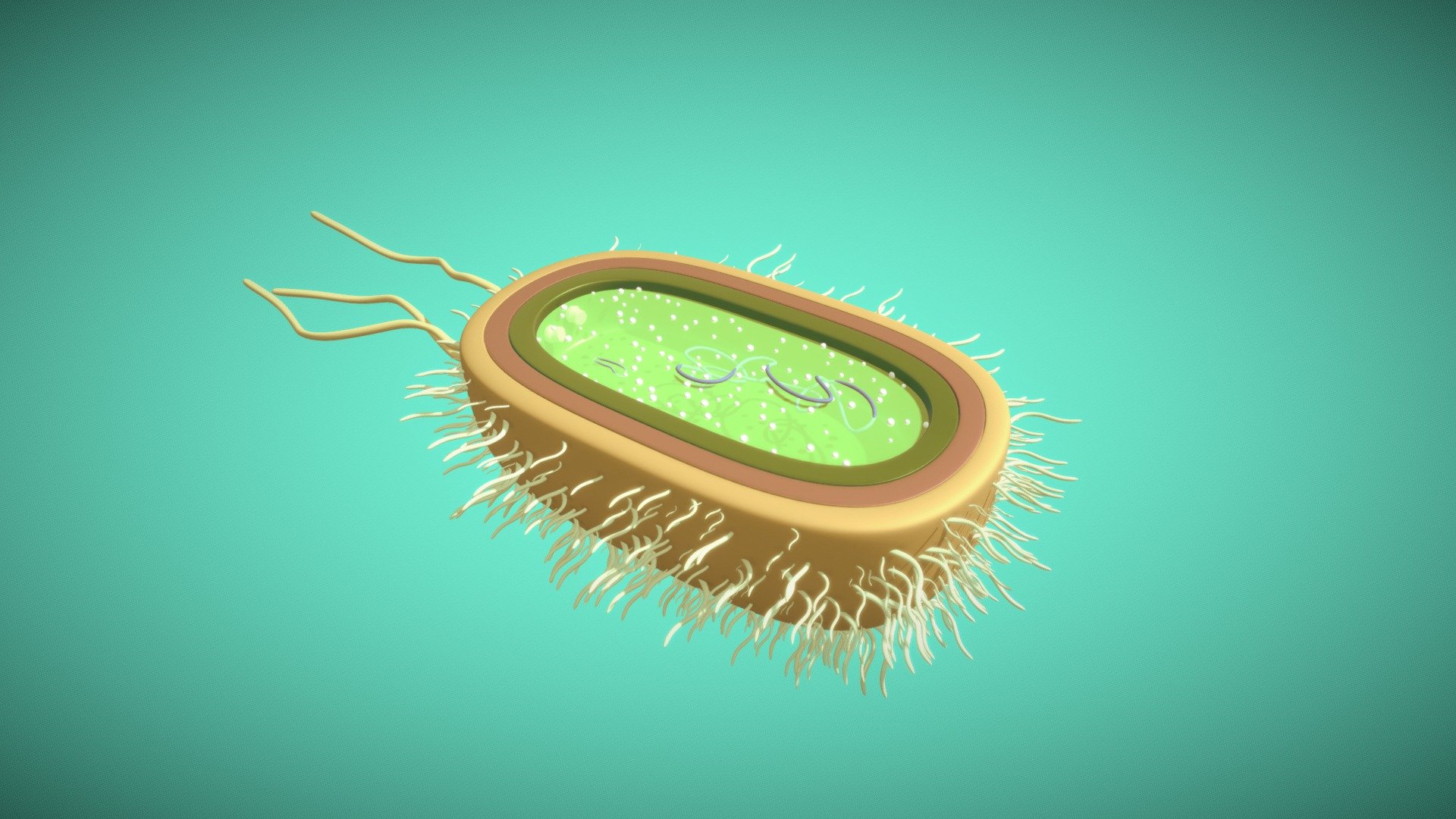 Bacteria - 3D model by turnaround (@turnaround.website) [9652aa3 ...