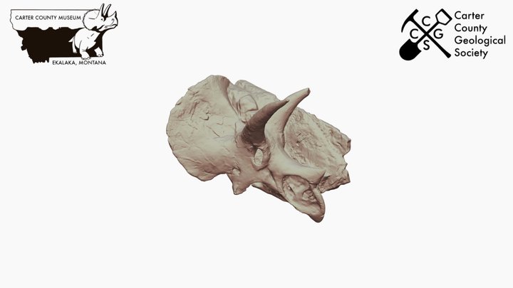 Triceratops Skull *Downloadable 3D Model