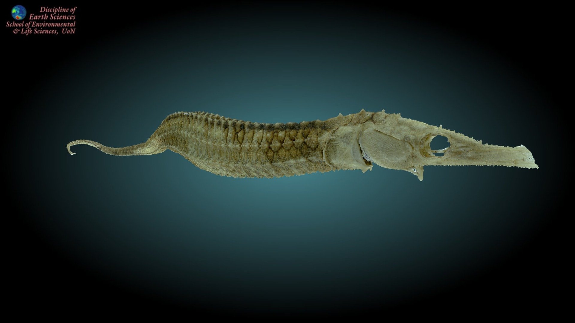 Pipefish