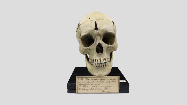 Crâne traversé par une baguette de fusil 3D Model