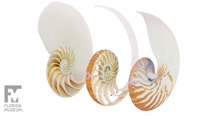 Cross-sectioned Chambered Nautilus 3D Model