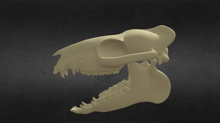 Eohippus Skull with Lower Jaw 3D Model