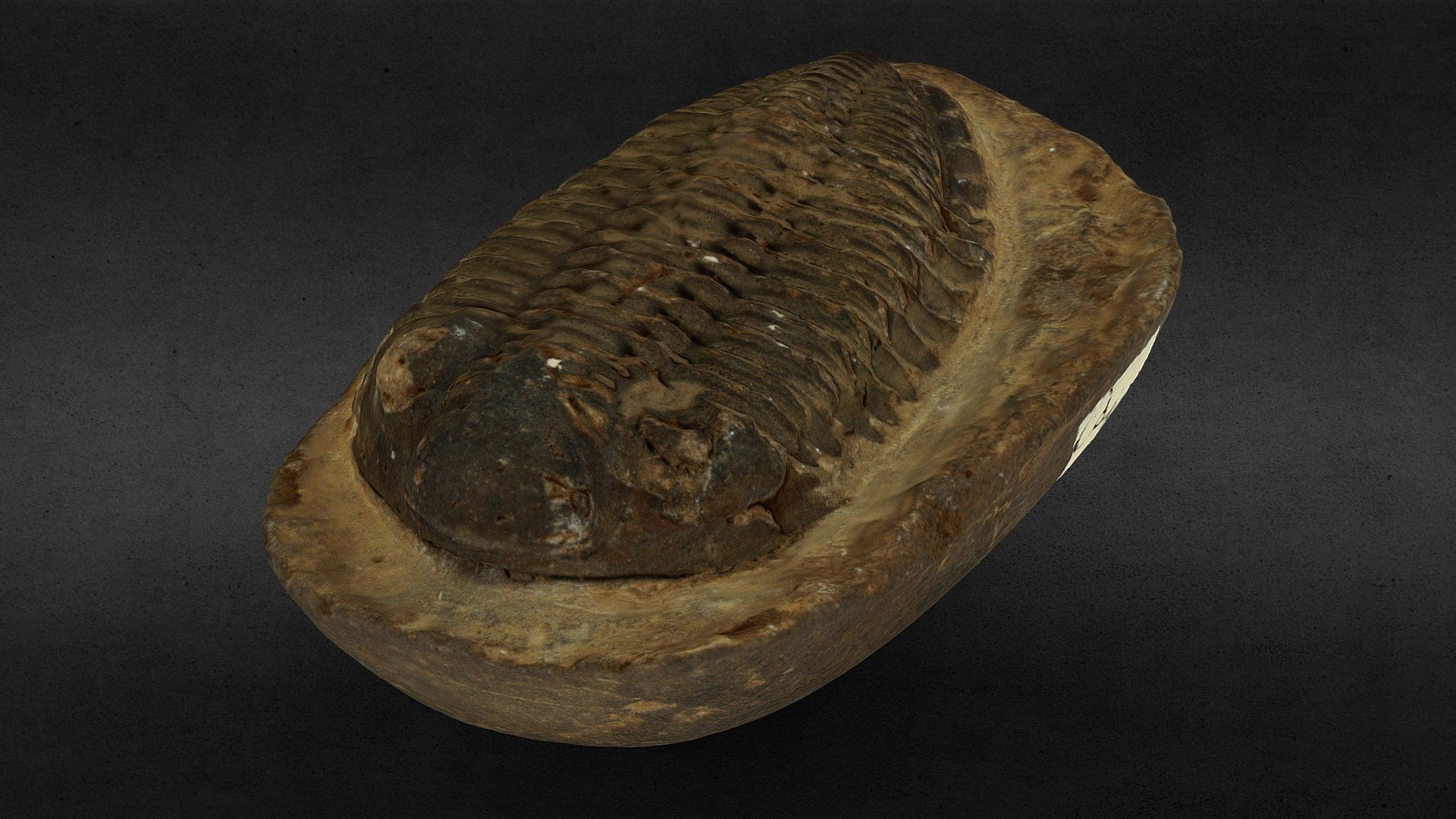 Trilobites