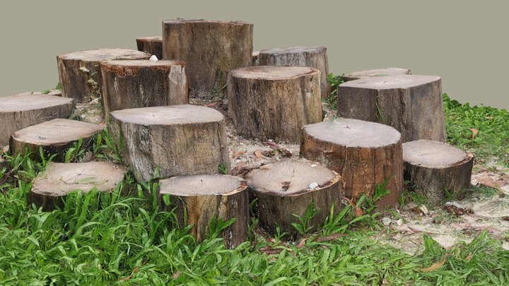 Circle of trunks
