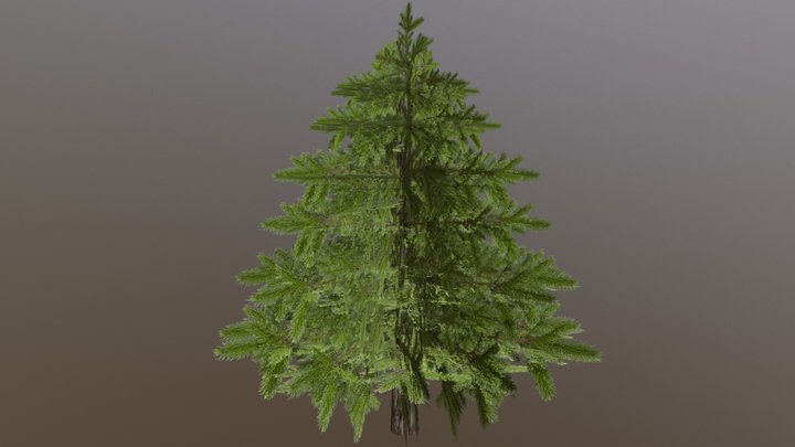 Evergreen tree 3D Model