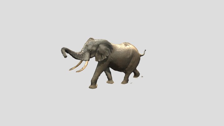 Elephant Natural History Museum 3D Model
