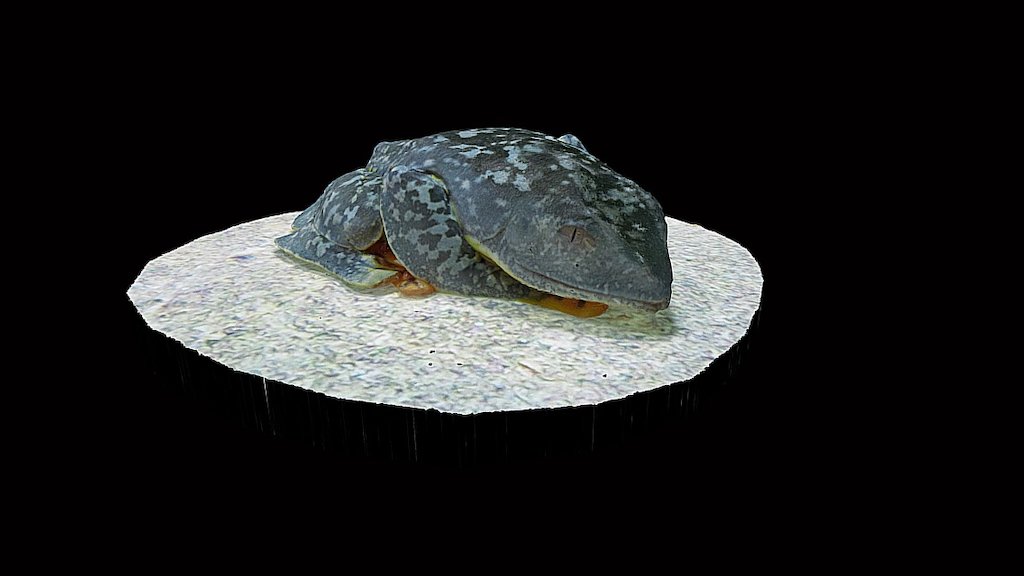 Model 25 - Fringed Leaf Frog
