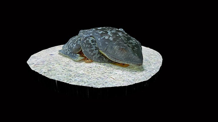 Model 25 - Fringed Leaf Frog – Modelo 3D gratuito STL