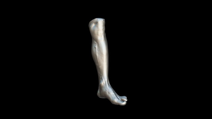 Leg-foot 3D Model