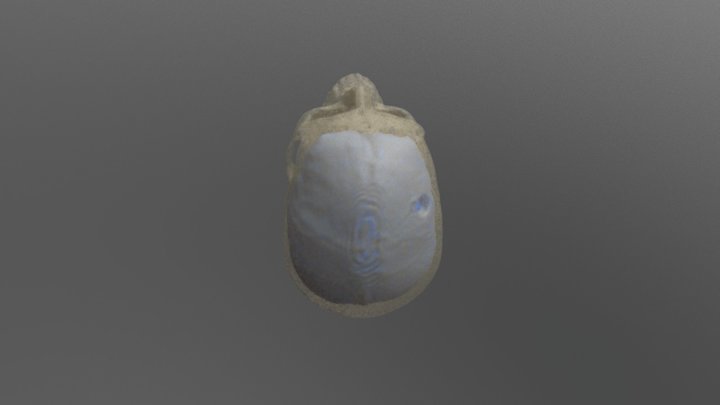 Brain and Skull 3D Model