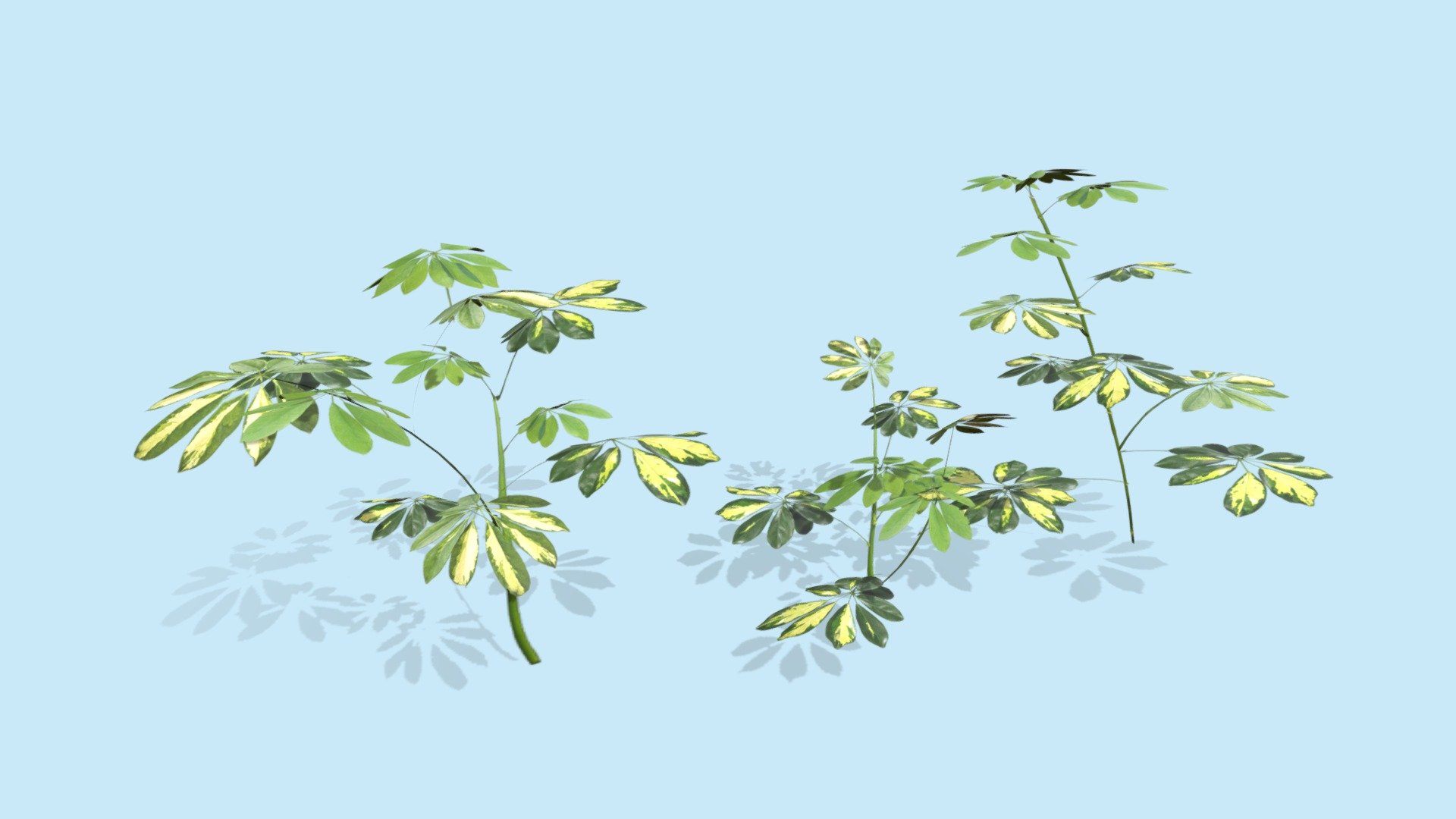 Schefflera Set