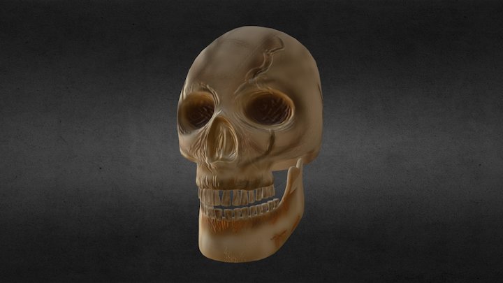 Skull 3D Model