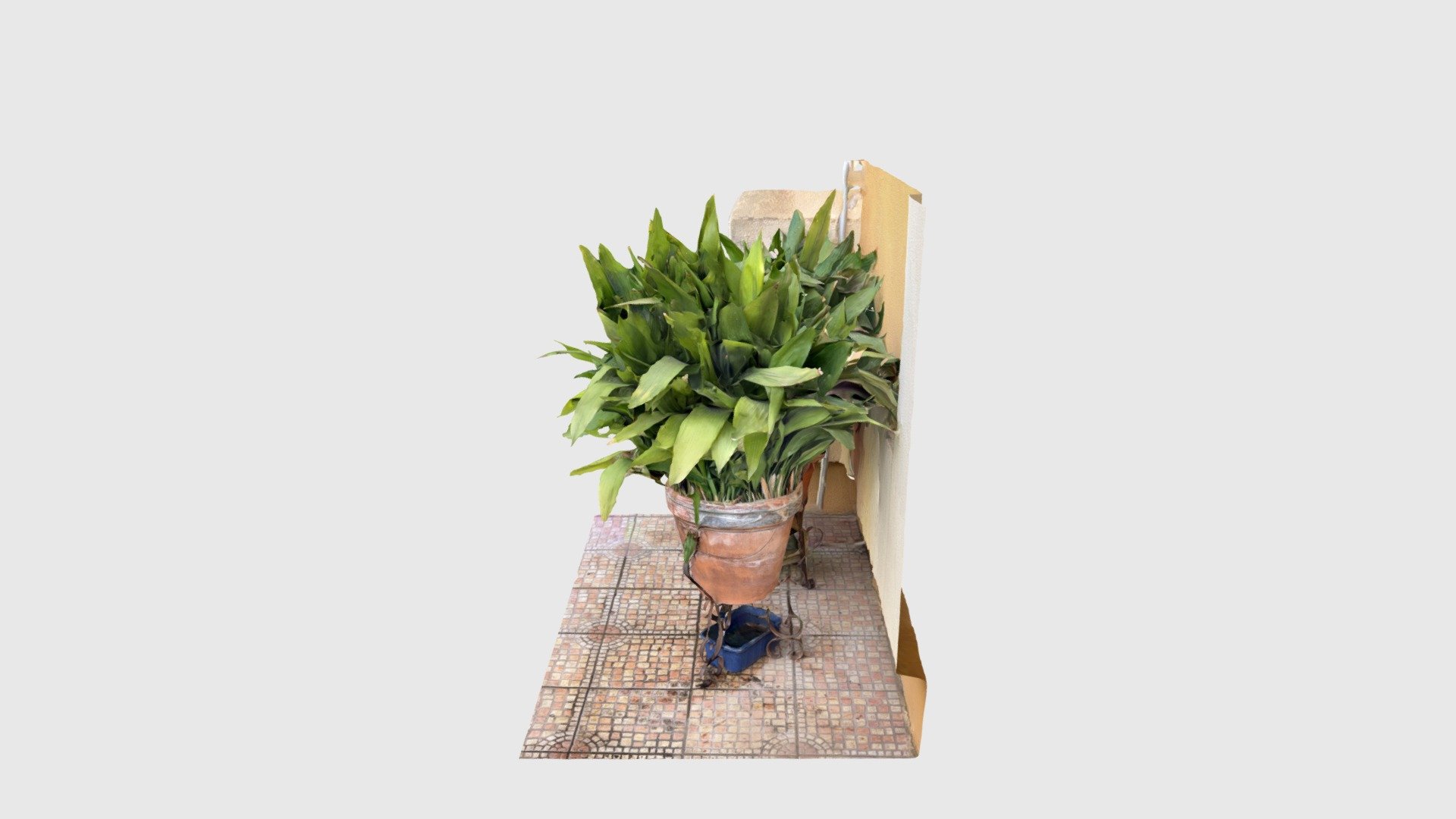 Aspidistra
