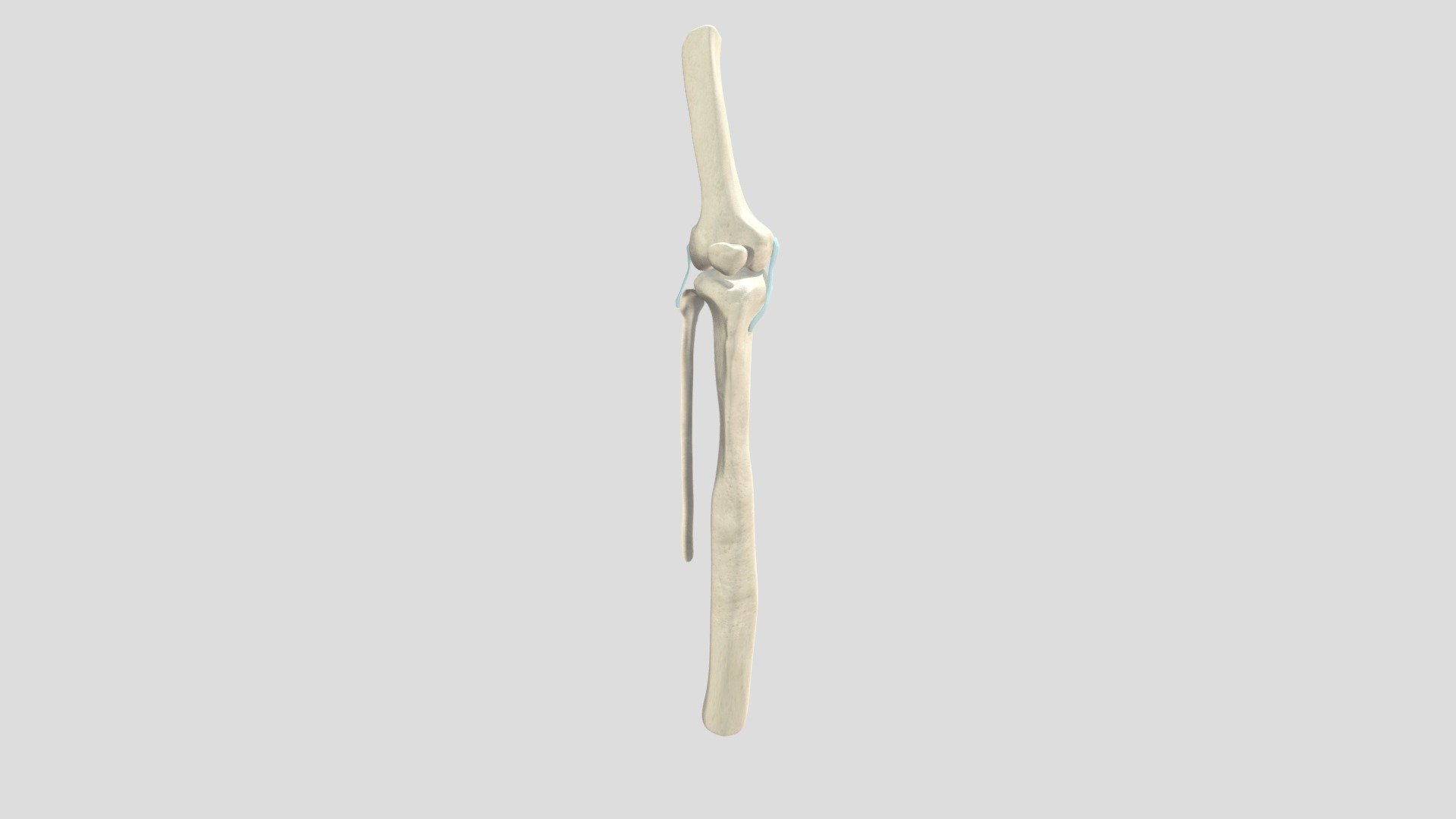 Right Knee Joint