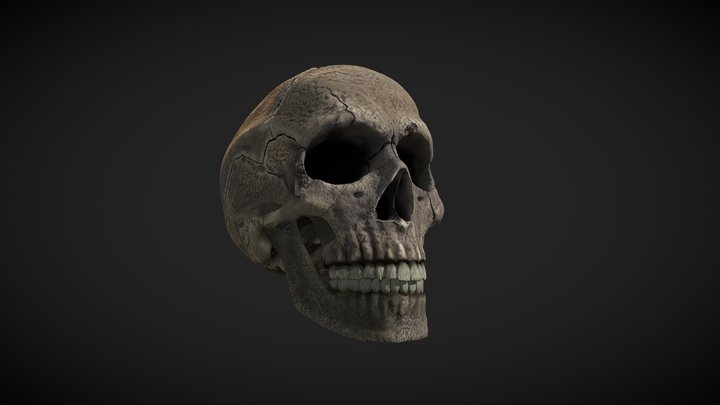 Human Skull (Brown) 3D Model