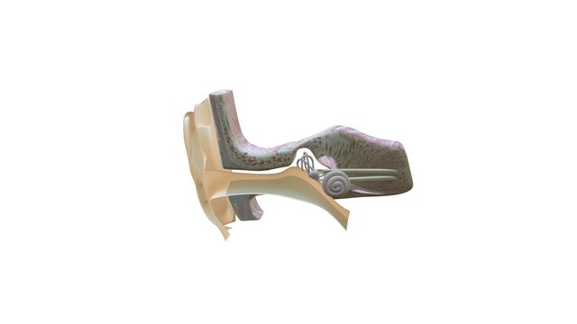 OUTER EAR 3D Model