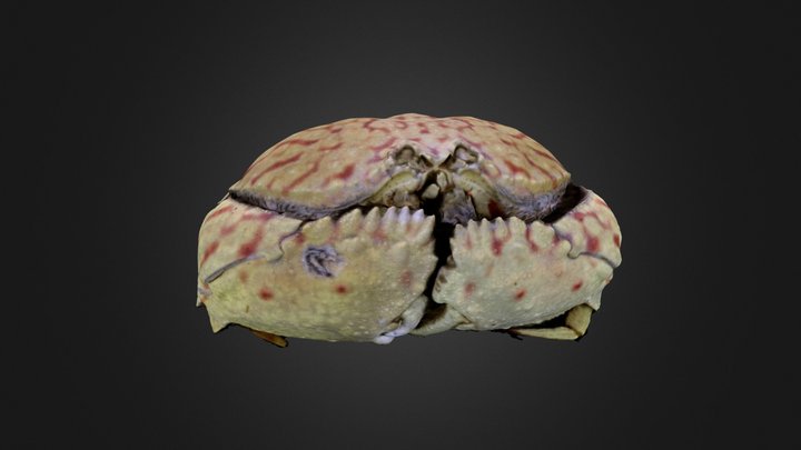 Calappa flammea (PRI 42120) – Gratis 3D-model STL