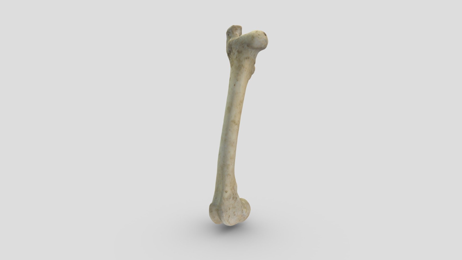 Sheep (Ovis aries) Femur - 3D model by LJMUZoology [9685357] - Sketchfab