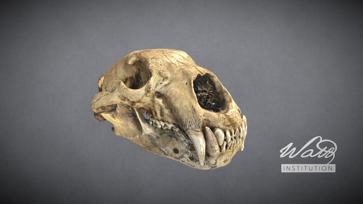 Polar Bear (Ursus maritimus) Skull 3D Model