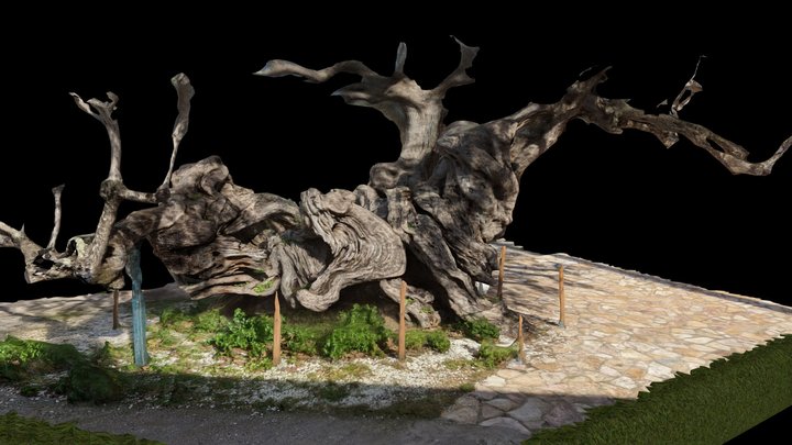Monumental Olive Tree Eksw Xwra Zakynthos 3D Model